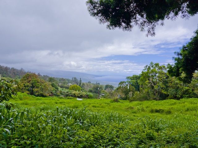 view of local wilderness