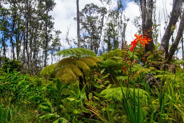 view of local wilderness