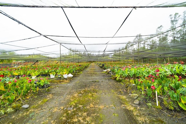 view of yard with a rural view