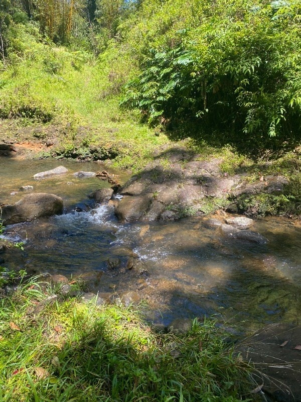 view of local wilderness