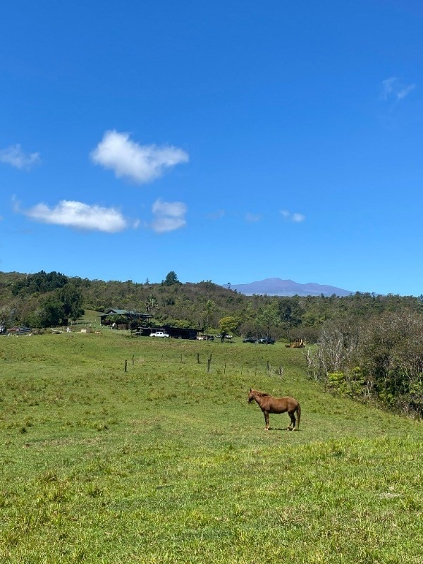 view of yard with a mountain view and a rural view