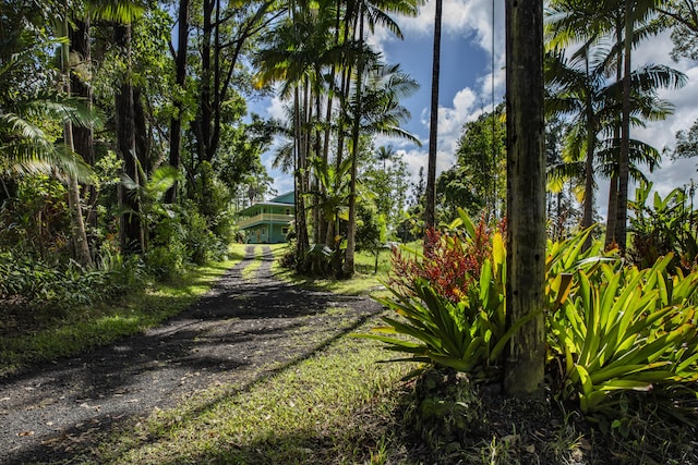 view of dirt / gravel driveway