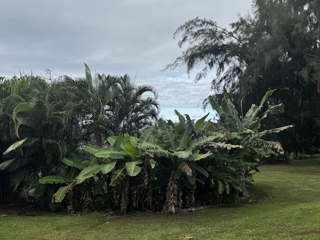 view of local wilderness