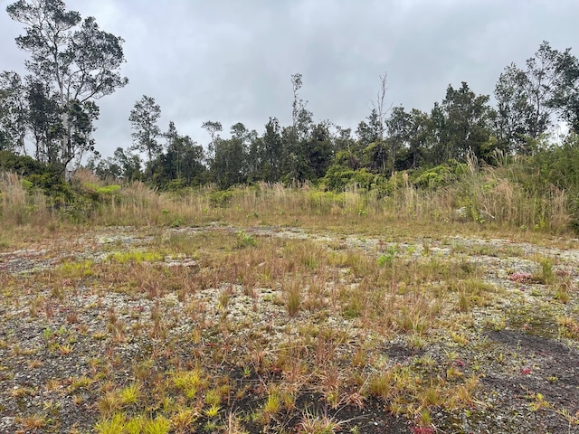 view of local wilderness