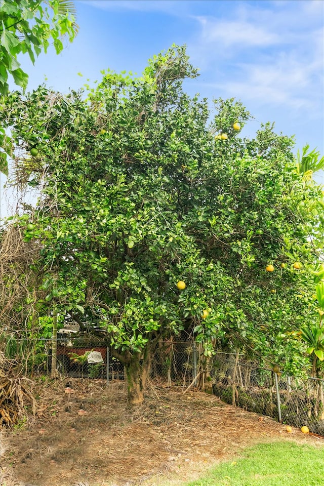 view of local wilderness