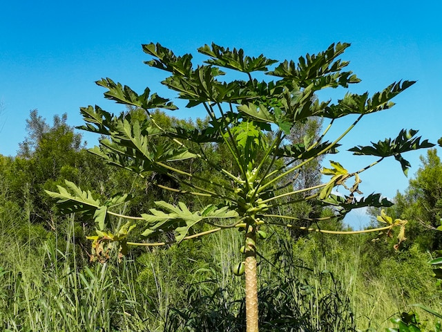 view of nature