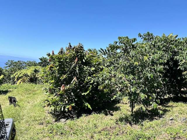 view of local wilderness