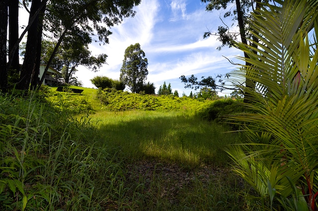 view of local wilderness