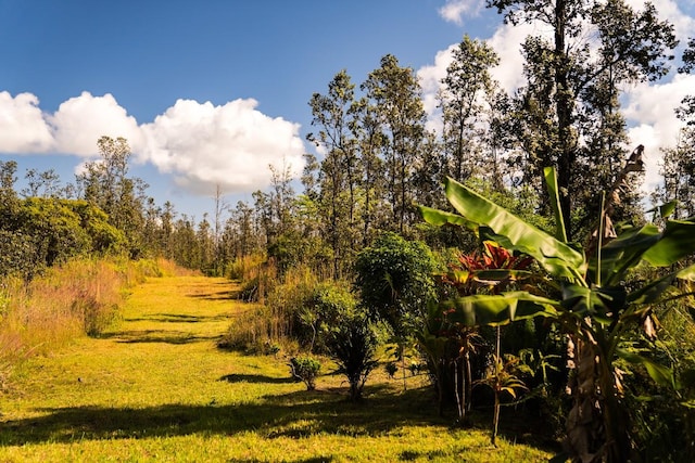 view of local wilderness