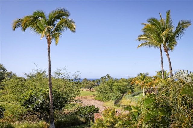 view of local wilderness