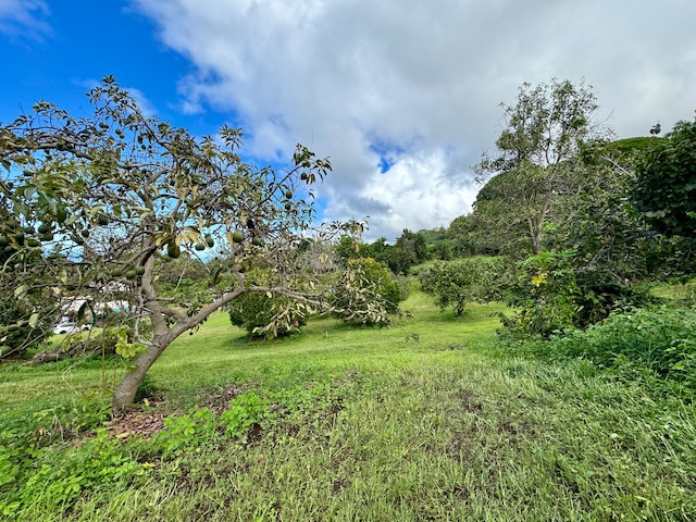 view of local wilderness