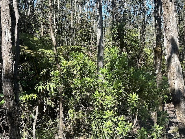 view of local wilderness