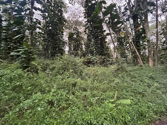 Hilo Rd, Pahoa HI, 96778 land for sale