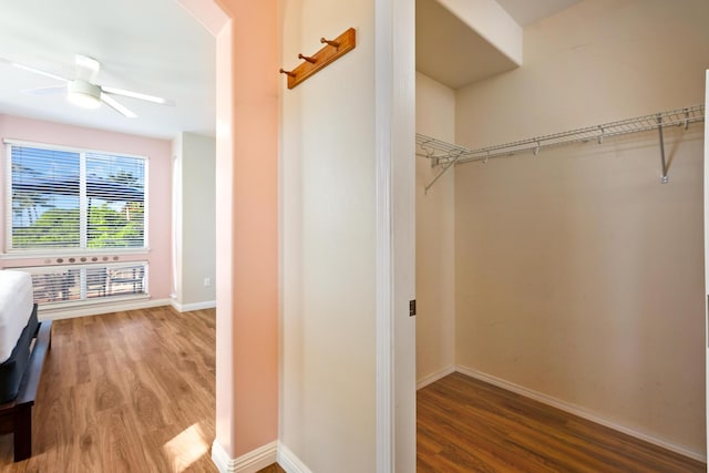 walk in closet featuring hardwood / wood-style flooring and ceiling fan