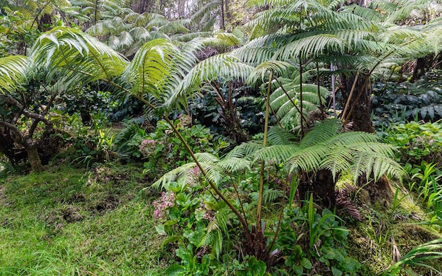 view of local wilderness