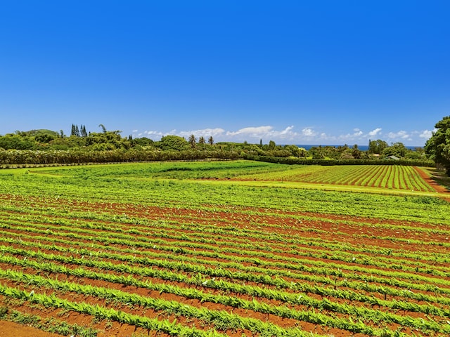 view of yard with a rural view