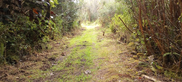 view of local wilderness