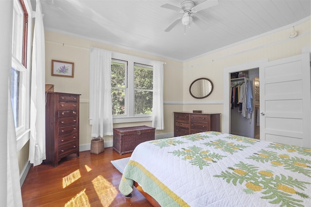 bedroom featuring dark wood-type flooring, a walk in closet, crown molding, ceiling fan, and a closet