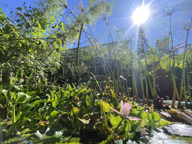 view of local wilderness