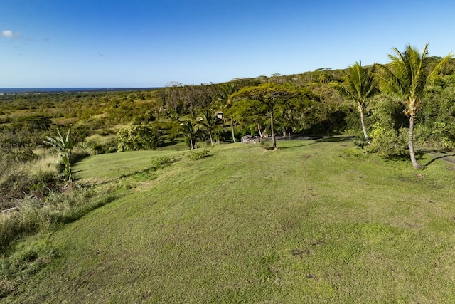 view of local wilderness