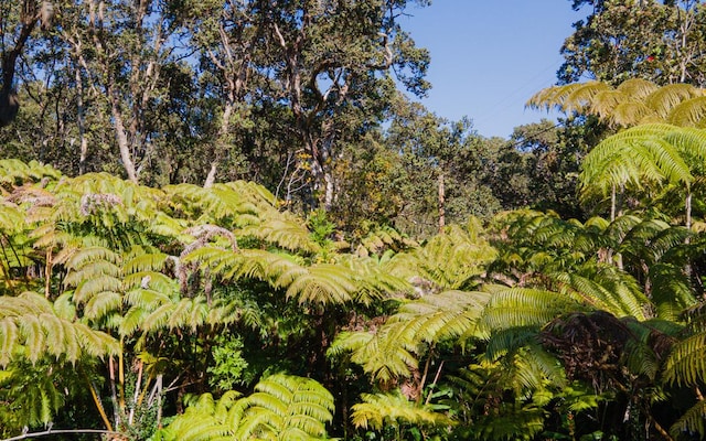 view of local wilderness