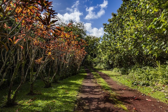 view of local wilderness