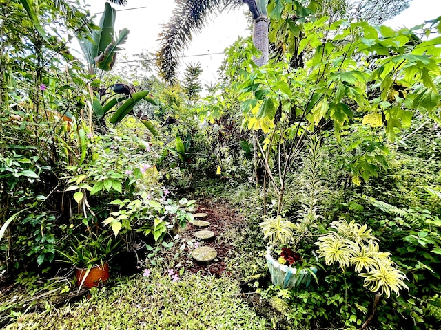 view of local wilderness