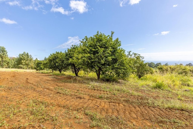 view of local wilderness with a rural view