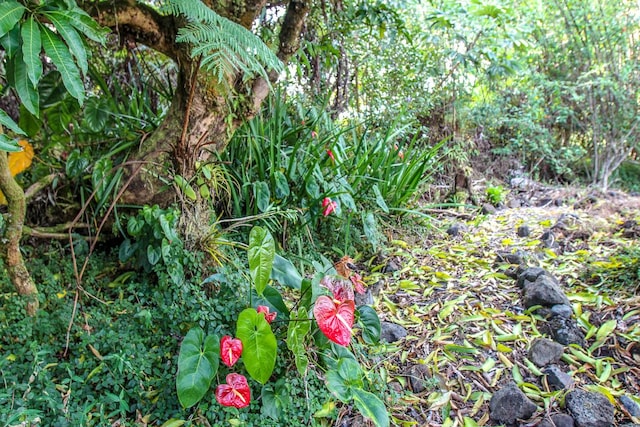 view of local wilderness