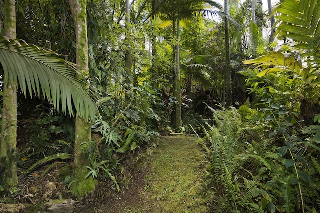 view of local wilderness