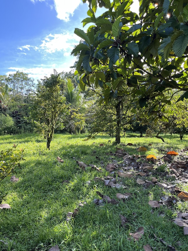 Pahoa Kalapana Rd, Pahoa HI, 96778 land for sale