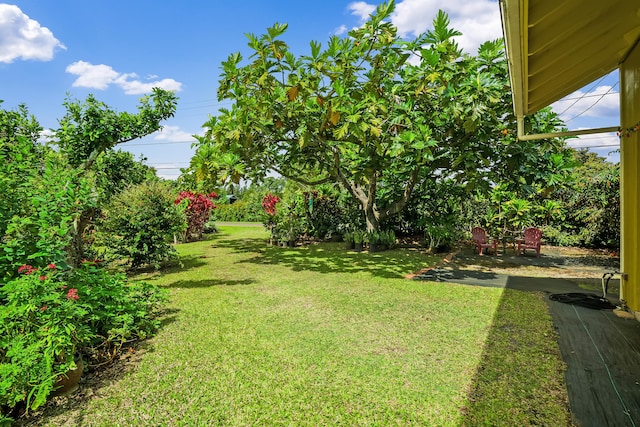 view of yard featuring a patio area