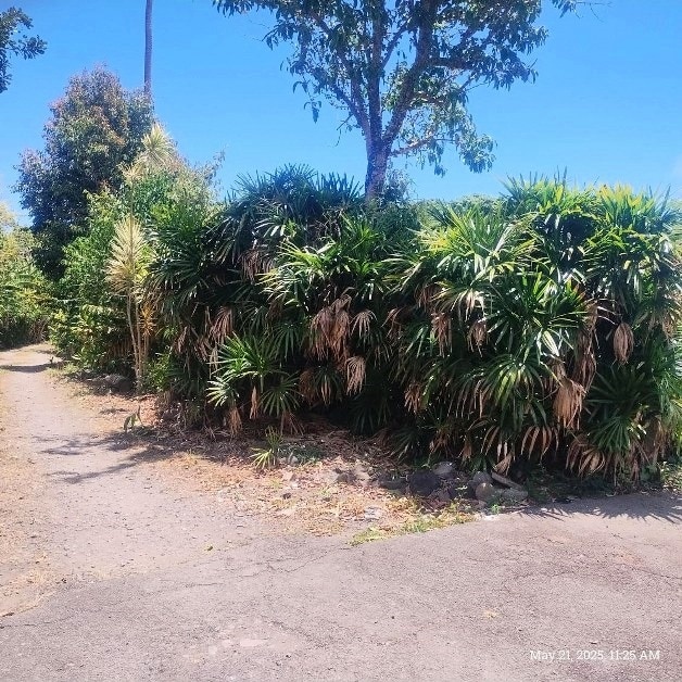 47-4724 Honokaa Waipio Rd, Honokaa, HI 96727 - view of street