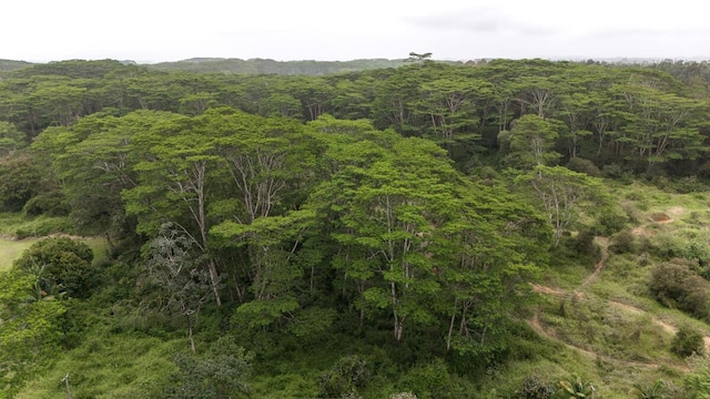 Kukui Camp Rd, Mountain View, HI 96771