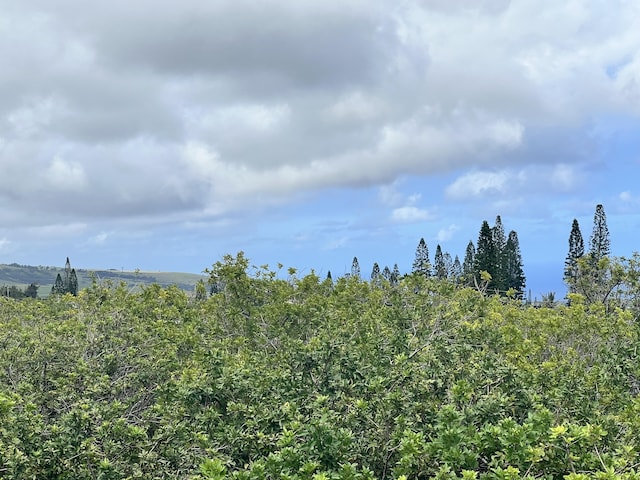 view of local wilderness