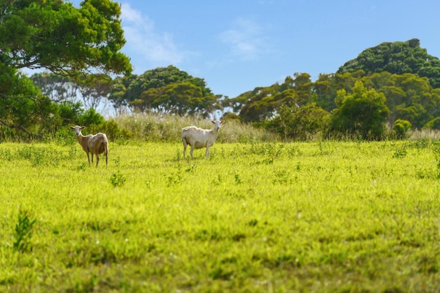 view of nature with a rural view