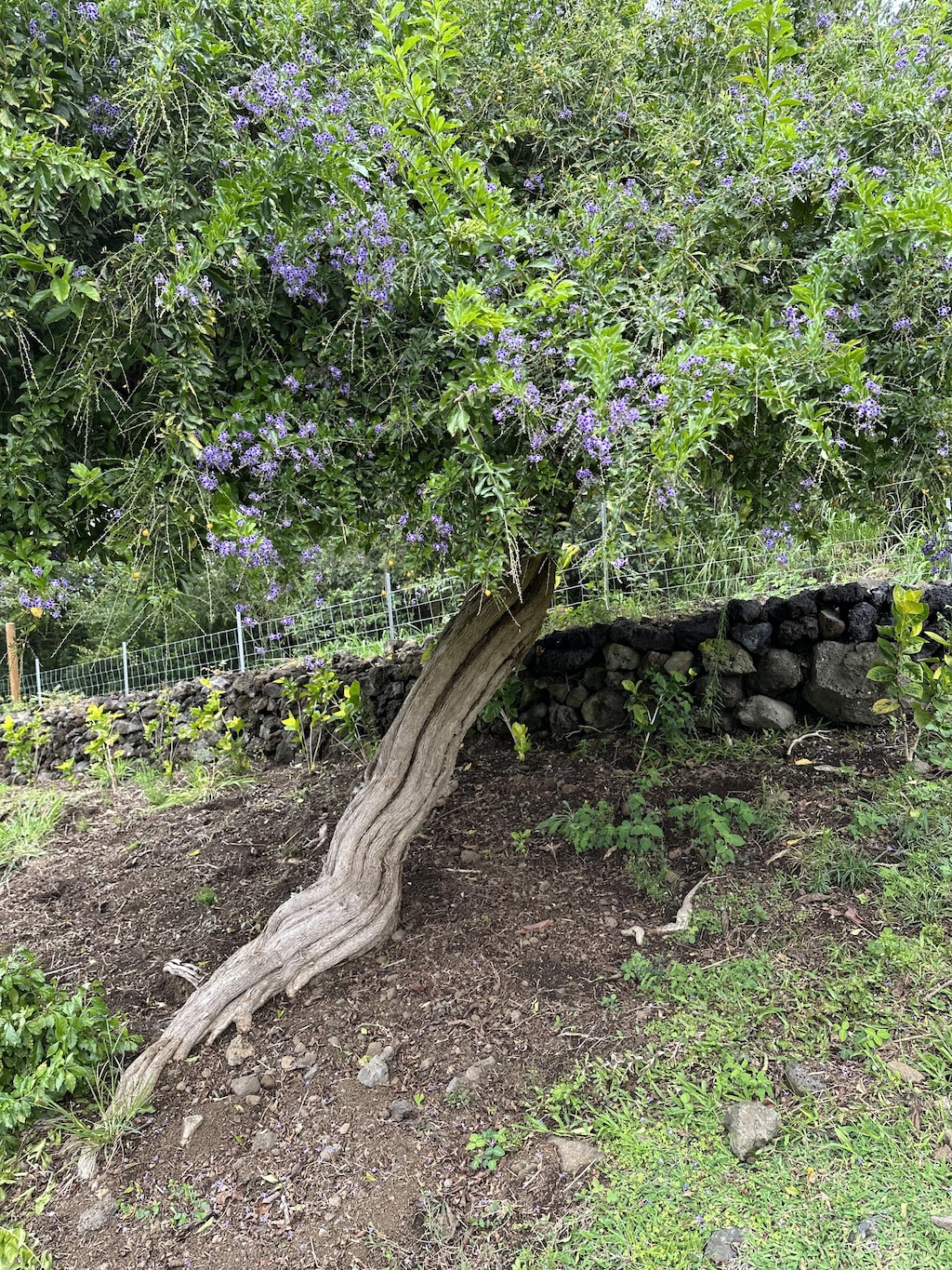 view of nature