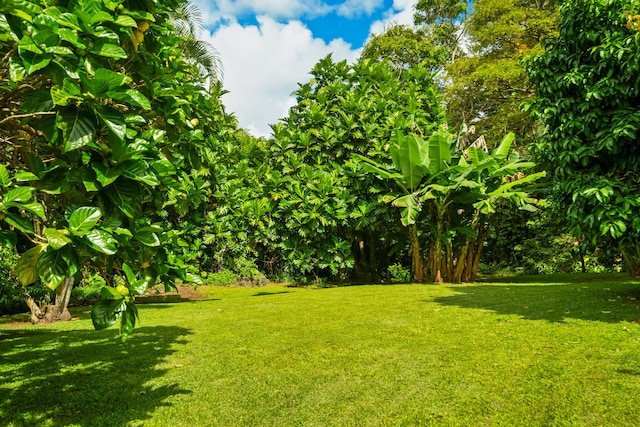 view of green lawn