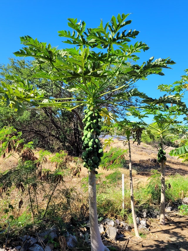 view of nature