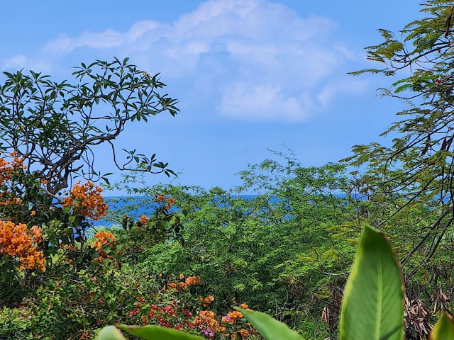 view of local wilderness