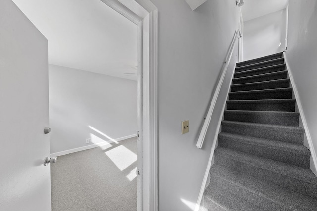 staircase featuring carpet floors