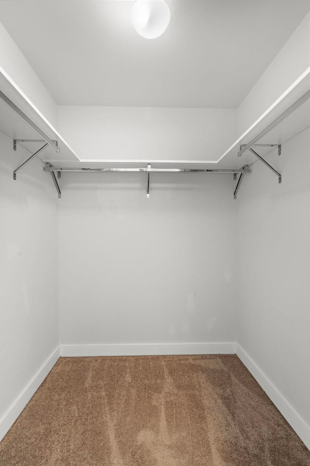 spacious closet featuring carpet flooring