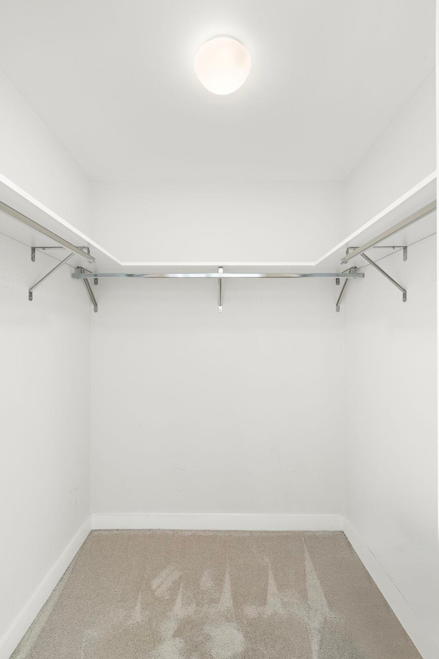 spacious closet featuring carpet flooring