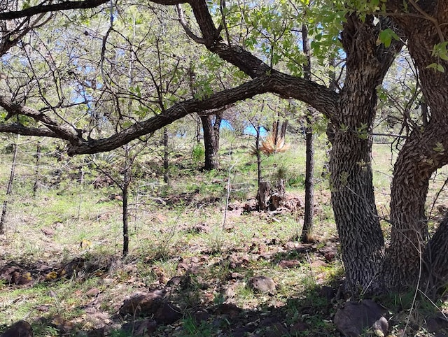 view of local wilderness