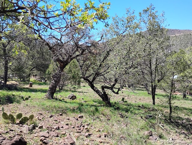 view of local wilderness