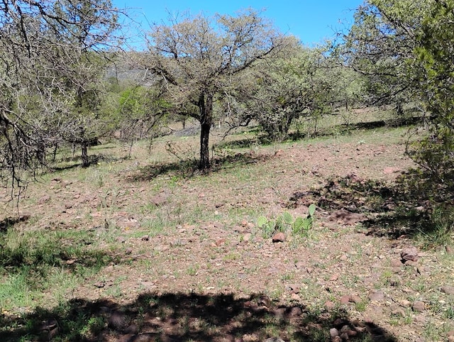 view of local wilderness