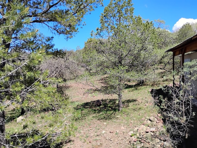 view of local wilderness