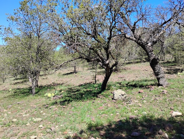 view of local wilderness