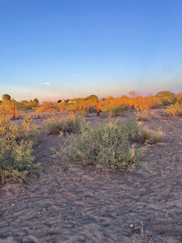 view of local wilderness