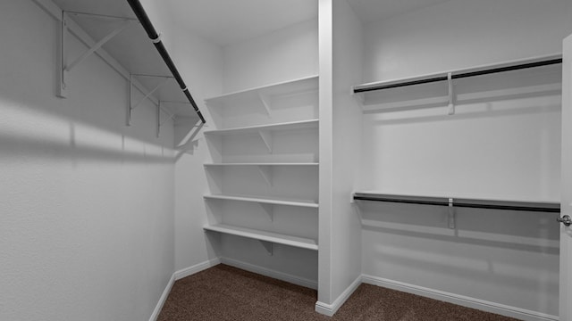 walk in closet with carpet floors